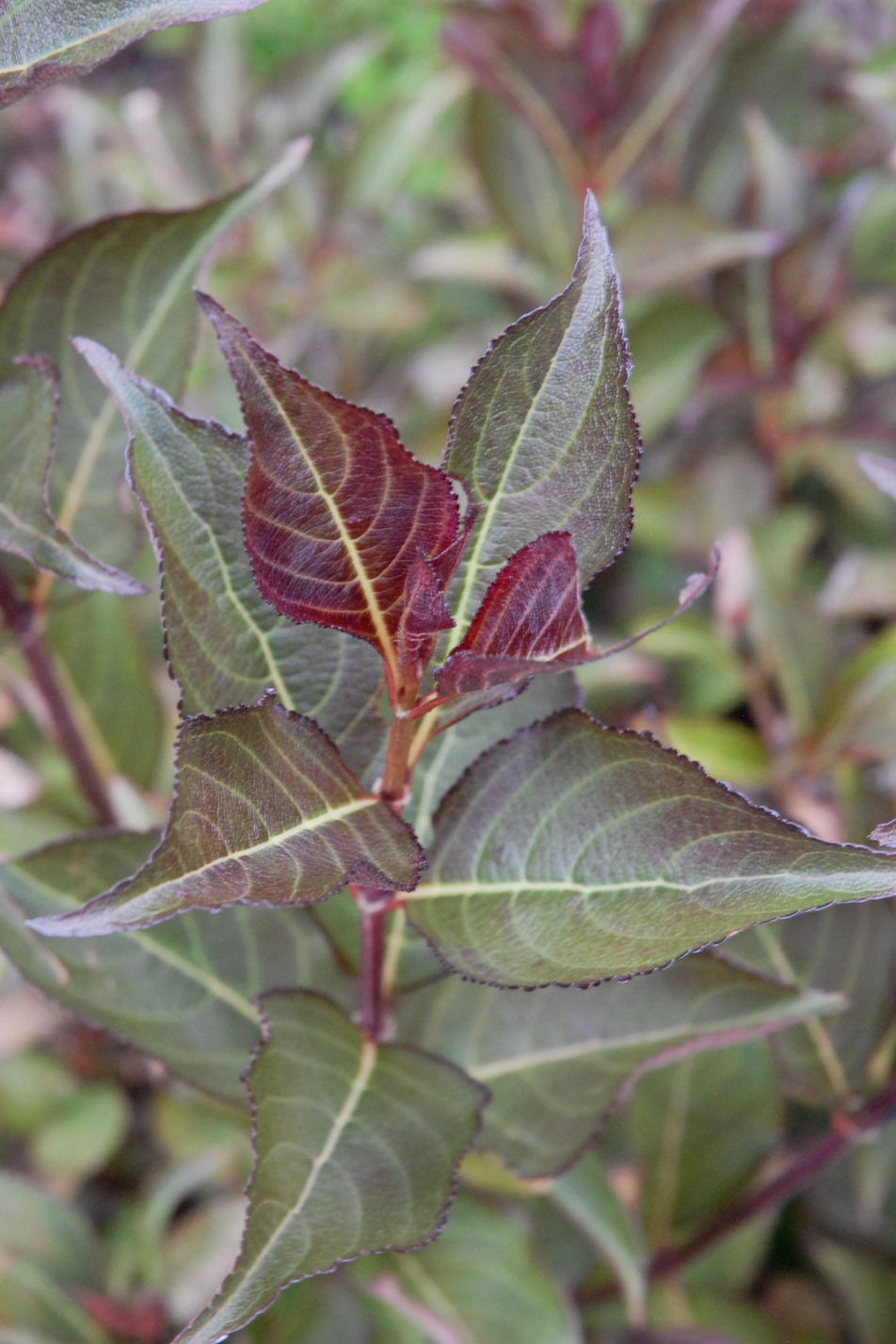 Wine and Roses Weigela